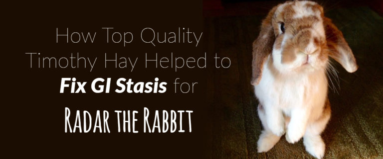 how top quality hay fixed gi stasis