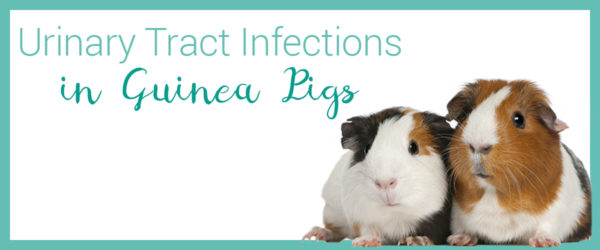 urinary tract infection guinea pig
