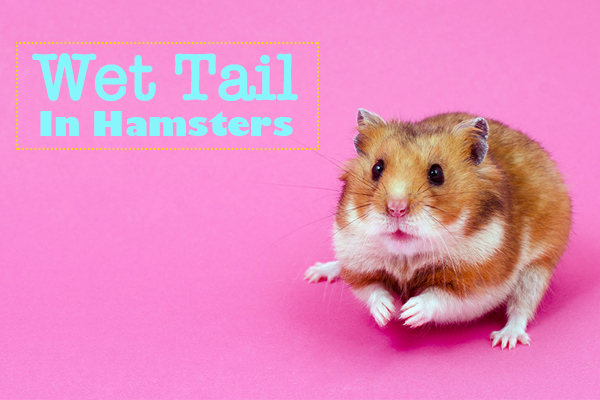 Wet tail clearance hamster treatment antibiotics