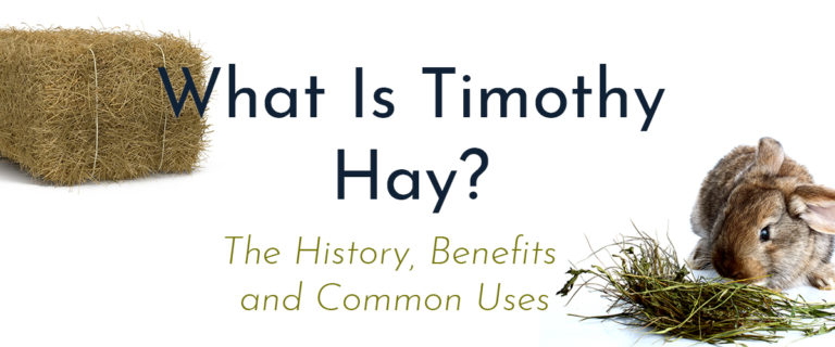 The benefits of Timothy Hay