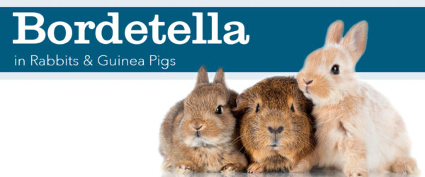 bordetella: guinea pigs vs. rabbits
