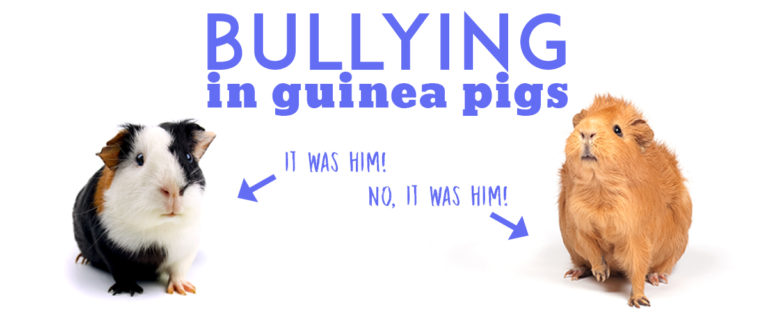Bullying behavior in guinea pigs