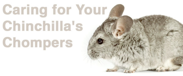 Are your chilla's chompers healthy?