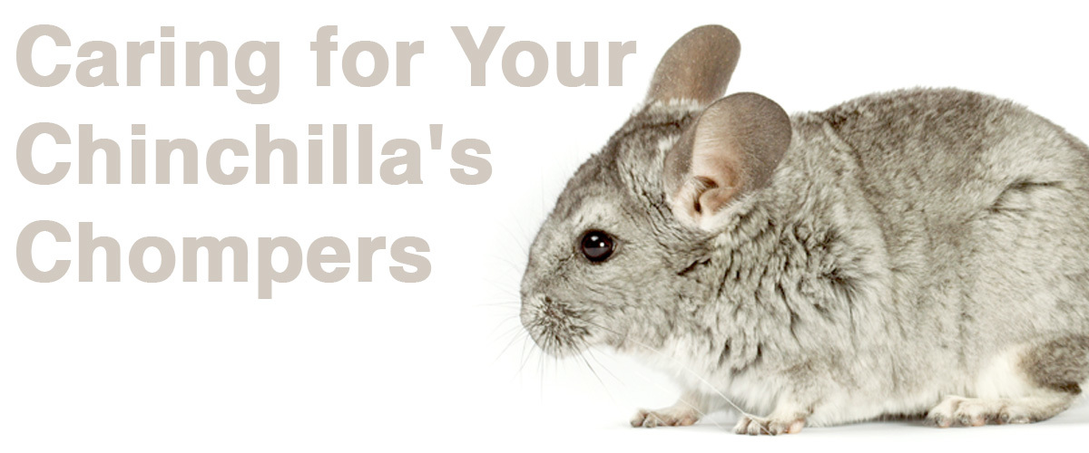 Caring for chinchilla teeth what do chin chompers need? Small Pet Select