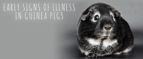 Signs of illness in guinea pigs