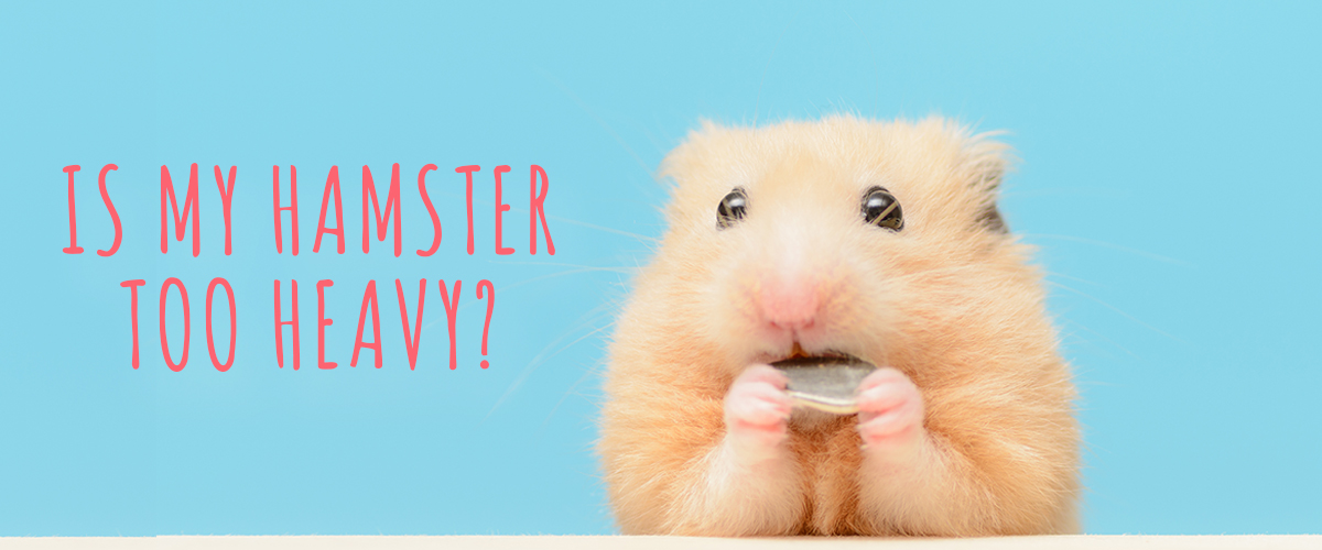 Is your hamster carrying around a little extra fluff?