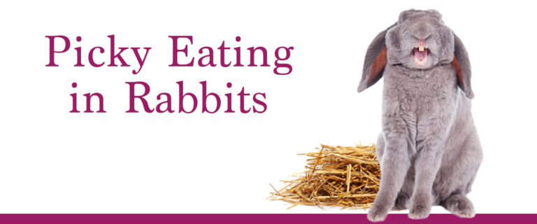 picky eating in rabbits