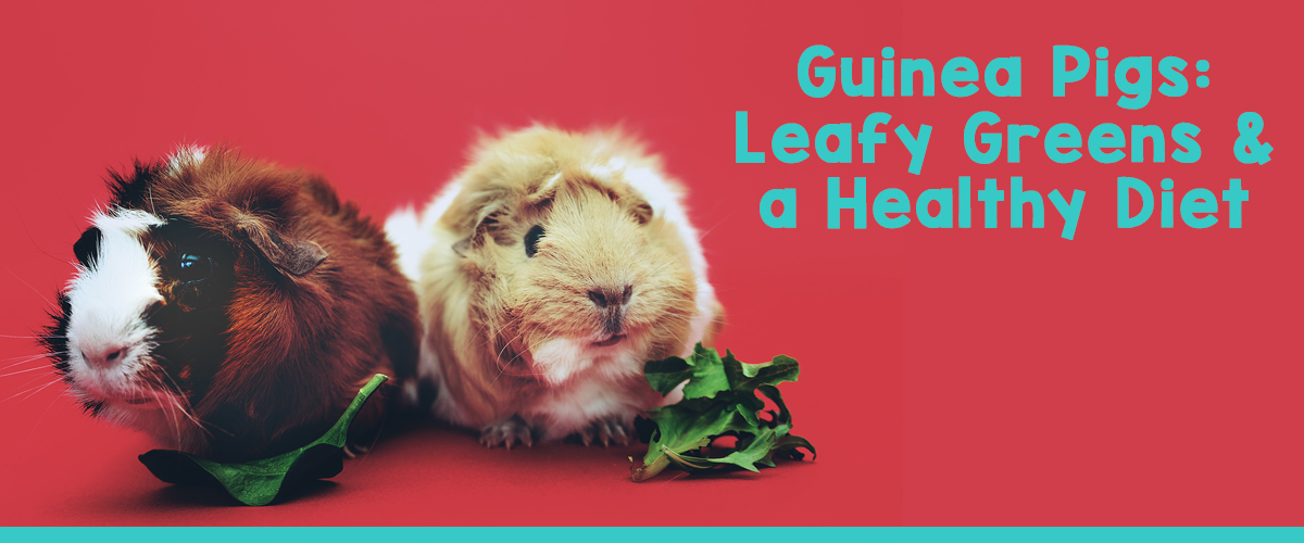soft food for guinea pigs