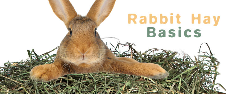 what to know about rabbit hay