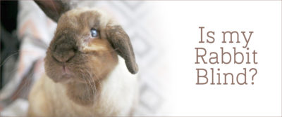 Is your bunny blind? How can you tell? And what can you do about it?