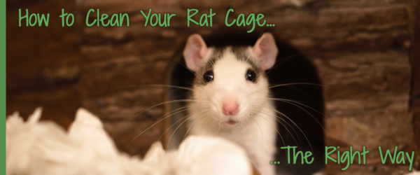 How to clean your rat cage the right way!