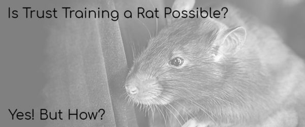 is trust training a rat possible?
