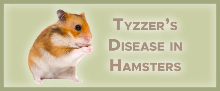 Tyzzers Disease in hamsters