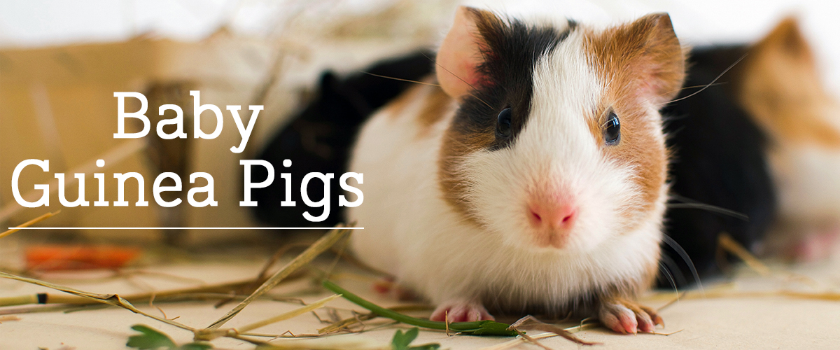 what to do with a new guinea pig