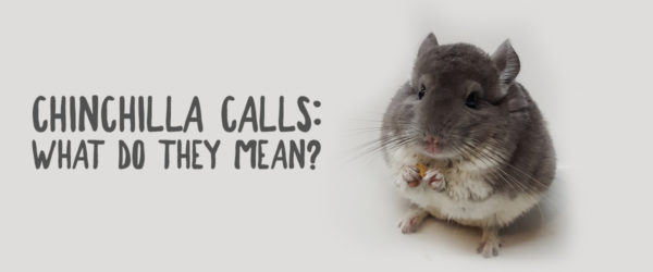 Chinchilla calls and what they mean