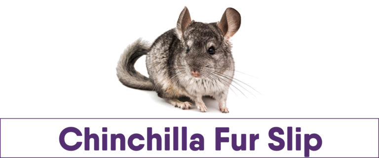 Does your chinchillas suffer from fur slip?