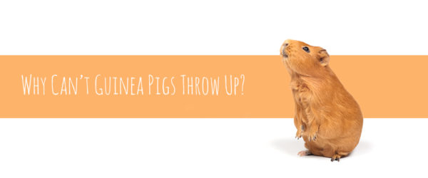 Can Guinea Pigs throw up?
