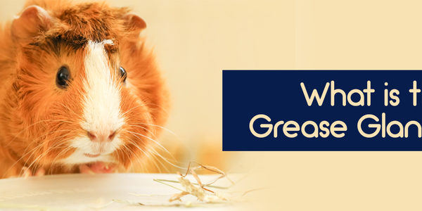 Guinea pig grease gland