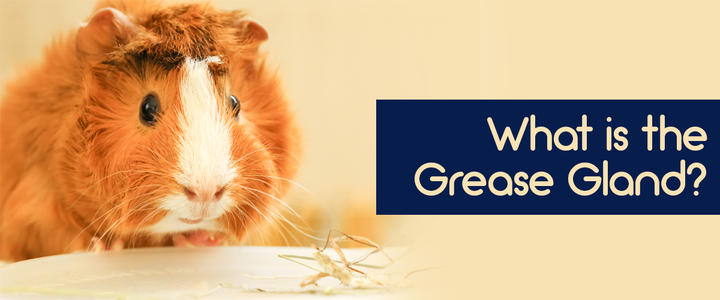 Guinea pig grease gland