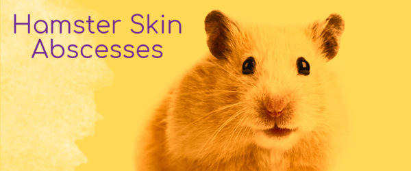 How do hamsters get skin abscesses?