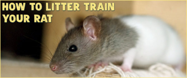 Can rats be trained to use a litter box? They sure can!