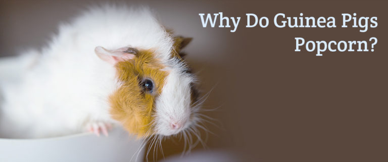 Why do guinea pigs "popcorn"?