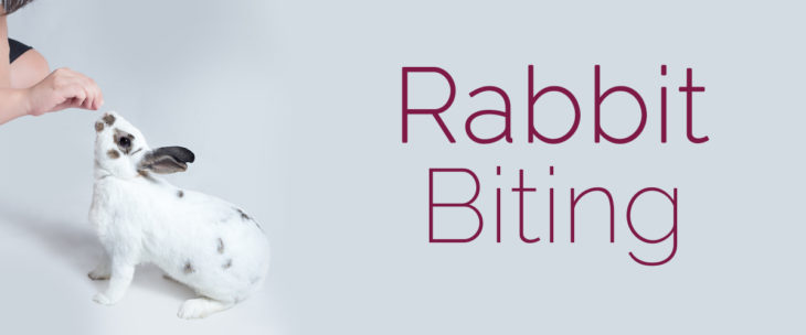 Ow! Did your normally sweet bunny give you a less than playful chomp?