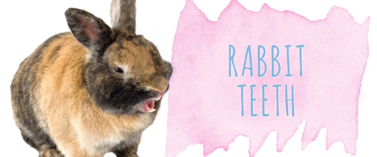 rabbit tooth problems