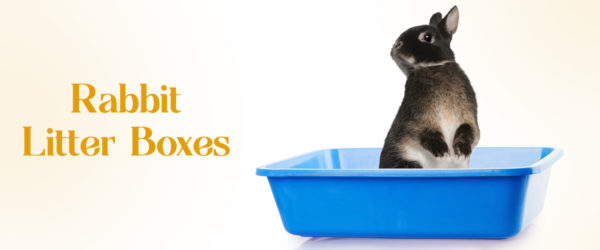 My rabbit stopped using the litter box