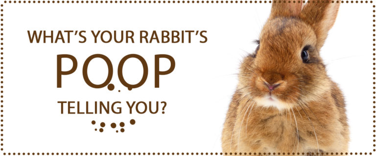 rabbit poop bad for dogs