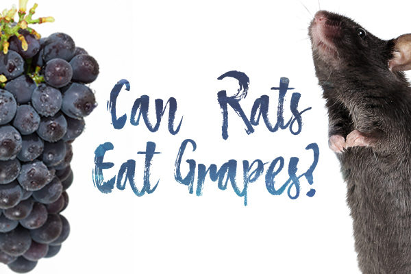 can rats eat grapes?