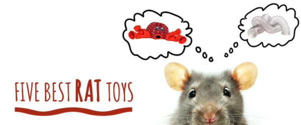Best 5 rat toys