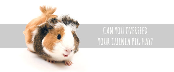 Can You Overfeed Your Guinea Pig Hay?