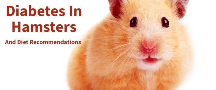 Does your hamster have diabetes? How can you tell? And what can you do