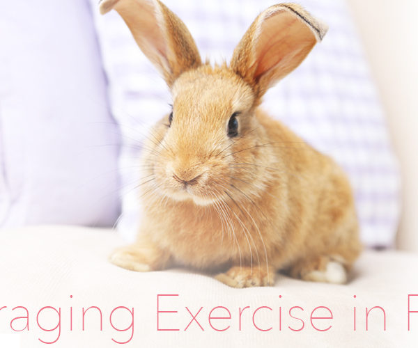 Natalie Riggs, Author at Small Pet Select Blogs Page 3 of 16