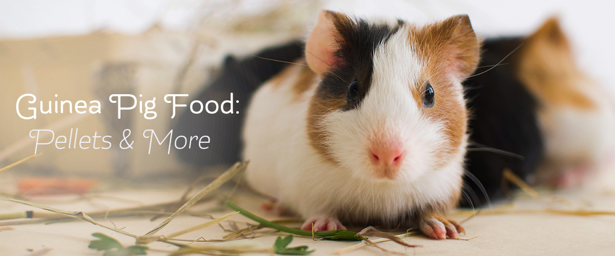 Guinea Pig Food Pelleted Food for Guinea Pigs Small Pet Select