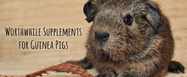 Worthwhile supplements for guinea pigs