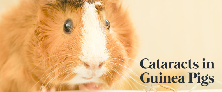 Cataracts in Guinea Pigs