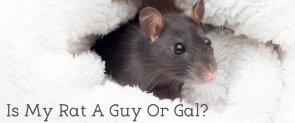 Is my rat a guy or gal?