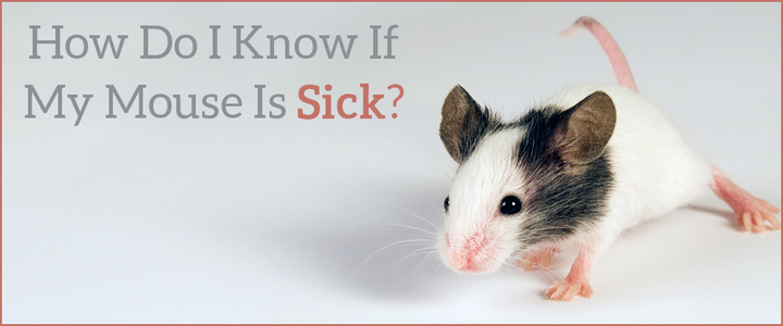 chances of getting sick from mouse droppings
