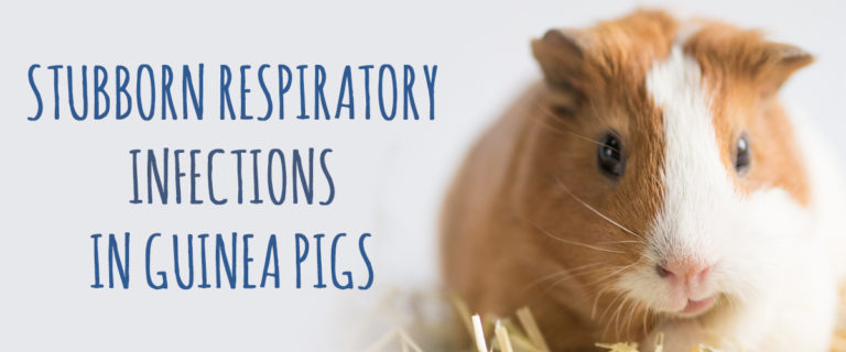 respiratory infections in Guinea Pigs