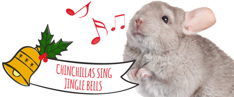 Chinchillas singing jingle bells