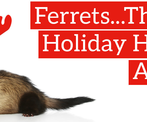 Ferret holiday helpers