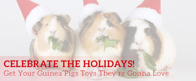 guinea pigs wearing Santa hats