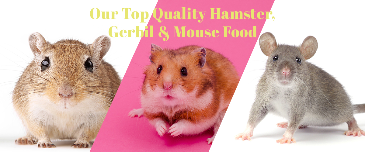 Hamsters, Gerbils, Rats & Mice Care Guide