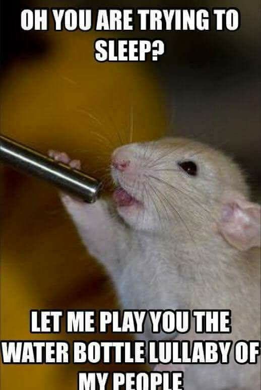 Need a laugh? Check out these hamster memes. | Small Pet Select