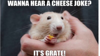 Need a laugh? Check out these hamster memes. | Small Pet Select