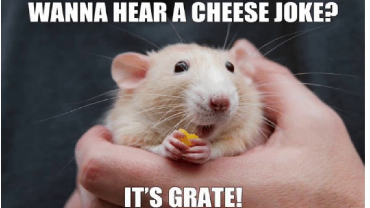 Who doesn’t love a cheesy hamster joke? 