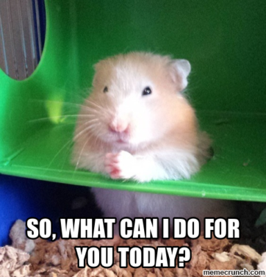 Need a laugh? Check out these hamster memes. | Small Pet Select