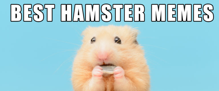 Chia sẻ 70+ meme hamster đẹp nhất - Vetec Edu